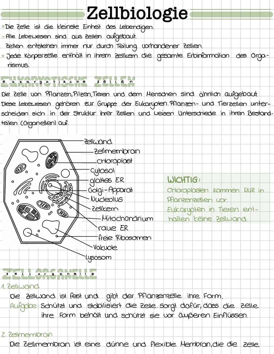 Zellbiologie
Die Zelle ist die kleinste Einheit des Lebendigen.
-Alle Lebewesen sind aus zellen aufgebaut.
Zellen entstehen immer nur durch
