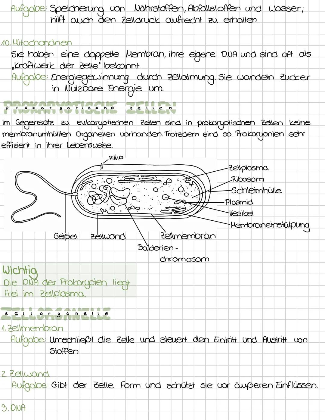 Zellbiologie
Die Zelle ist die kleinste Einheit des Lebendigen.
-Alle Lebewesen sind aus zellen aufgebaut.
Zellen entstehen immer nur durch