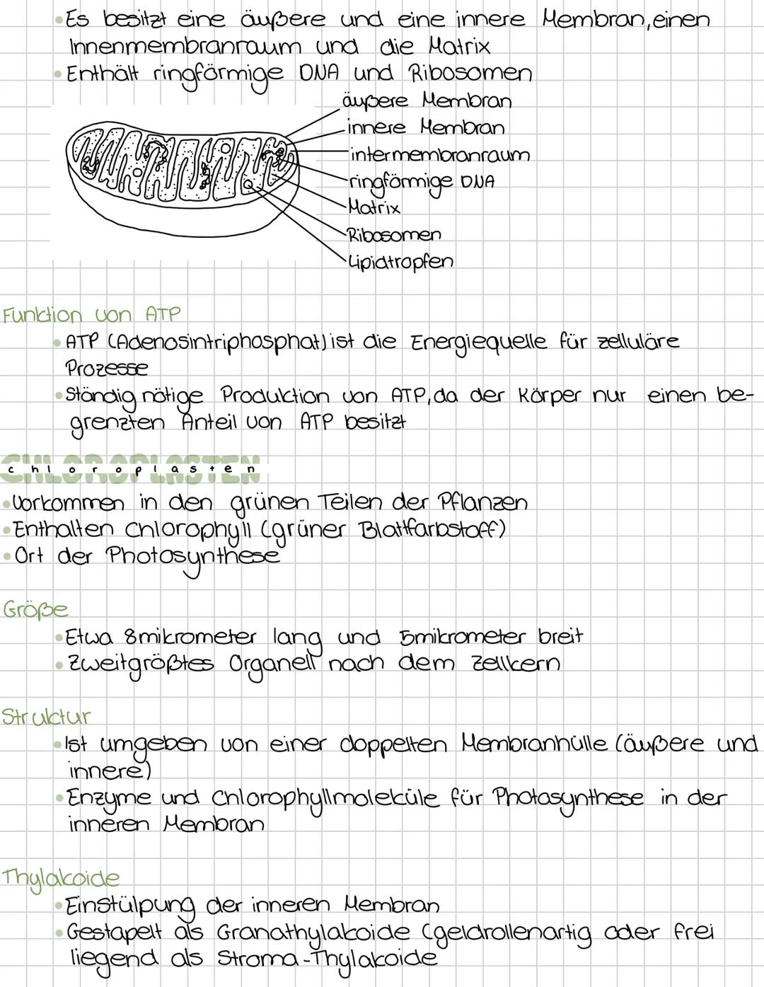 Zellbiologie
Die Zelle ist die kleinste Einheit des Lebendigen.
-Alle Lebewesen sind aus zellen aufgebaut.
Zellen entstehen immer nur durch