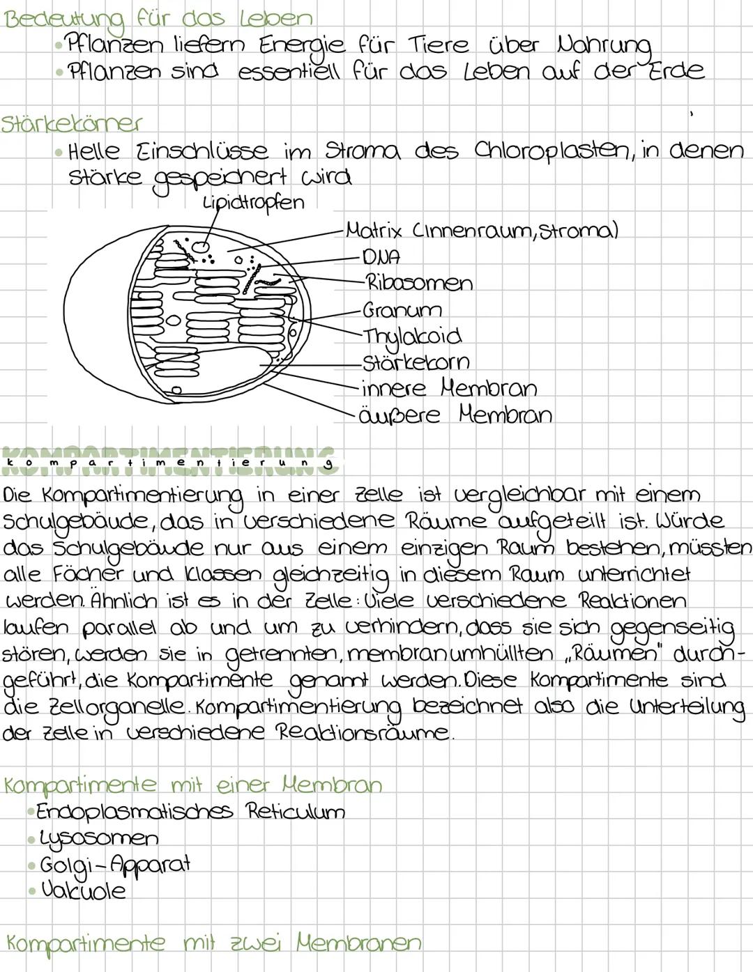 Zellbiologie
Die Zelle ist die kleinste Einheit des Lebendigen.
-Alle Lebewesen sind aus zellen aufgebaut.
Zellen entstehen immer nur durch