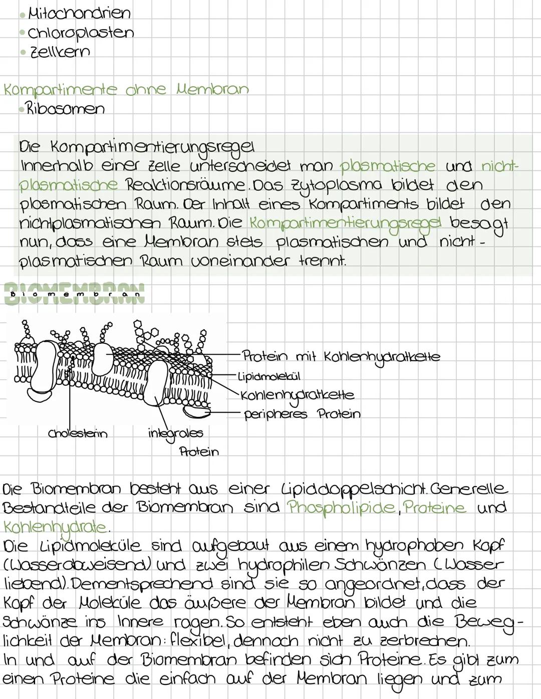 Zellbiologie
Die Zelle ist die kleinste Einheit des Lebendigen.
-Alle Lebewesen sind aus zellen aufgebaut.
Zellen entstehen immer nur durch