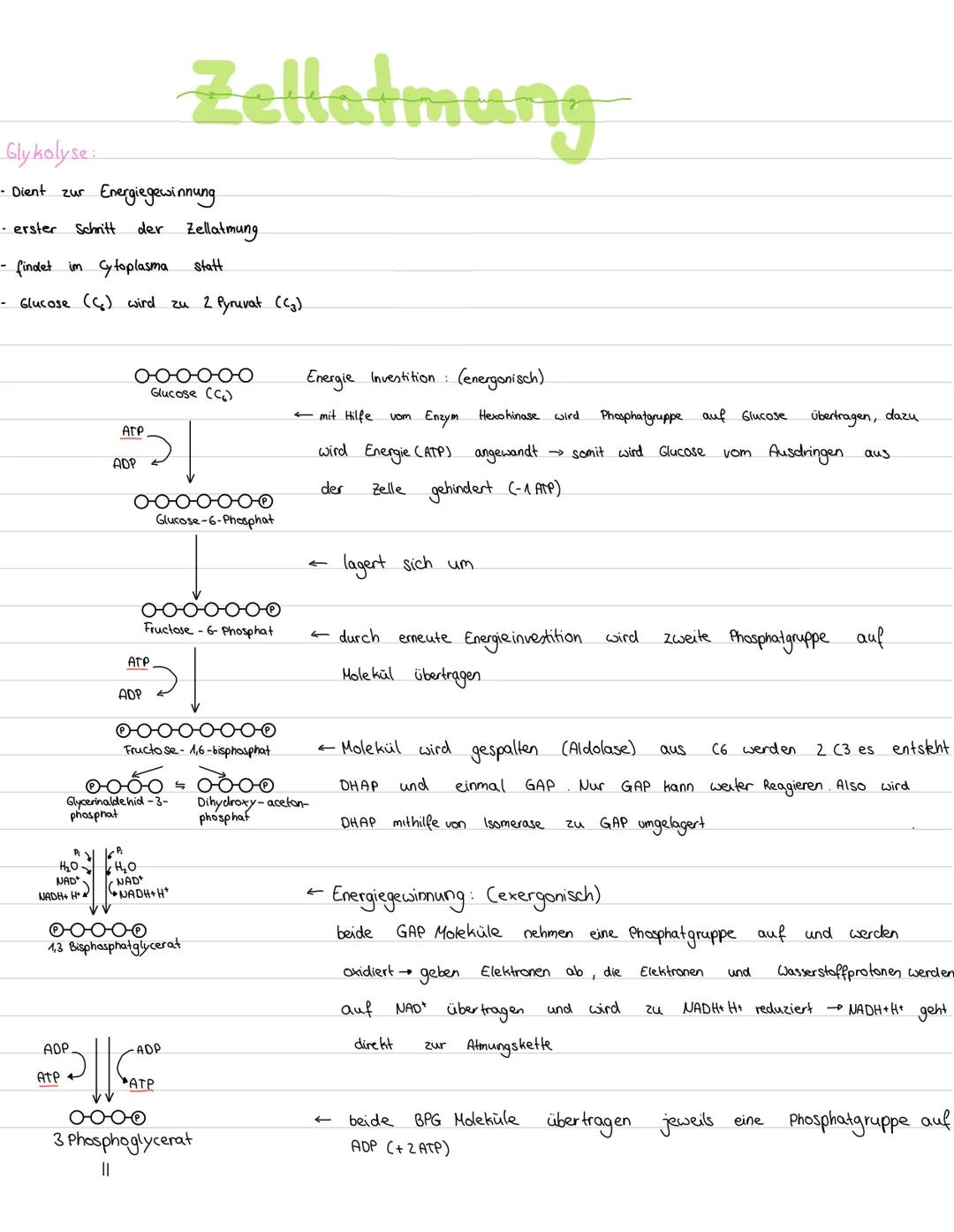 # Zellatmung
Überblick:
energiereiche organische Moleküle $\longrightarrow$ energiearmen anorganischen Moleküle
(wie z.B. Kohlenhydrate +