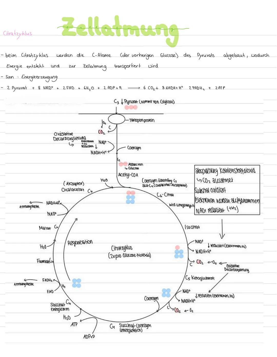 # Zellatmung
Überblick:
energiereiche organische Moleküle $\longrightarrow$ energiearmen anorganischen Moleküle
(wie z.B. Kohlenhydrate +