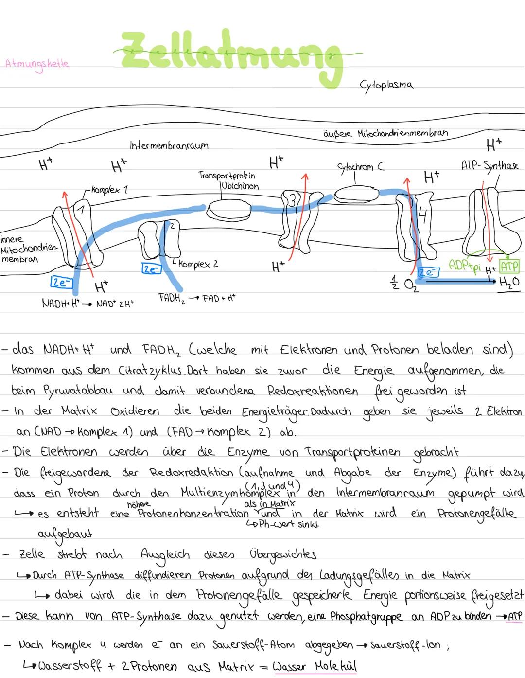 # Zellatmung
Überblick:
energiereiche organische Moleküle $\longrightarrow$ energiearmen anorganischen Moleküle
(wie z.B. Kohlenhydrate +