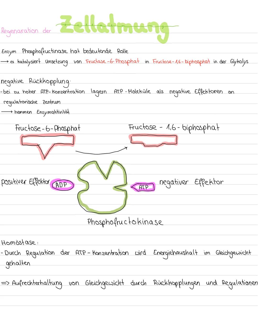 # Zellatmung
Überblick:
energiereiche organische Moleküle $\longrightarrow$ energiearmen anorganischen Moleküle
(wie z.B. Kohlenhydrate +