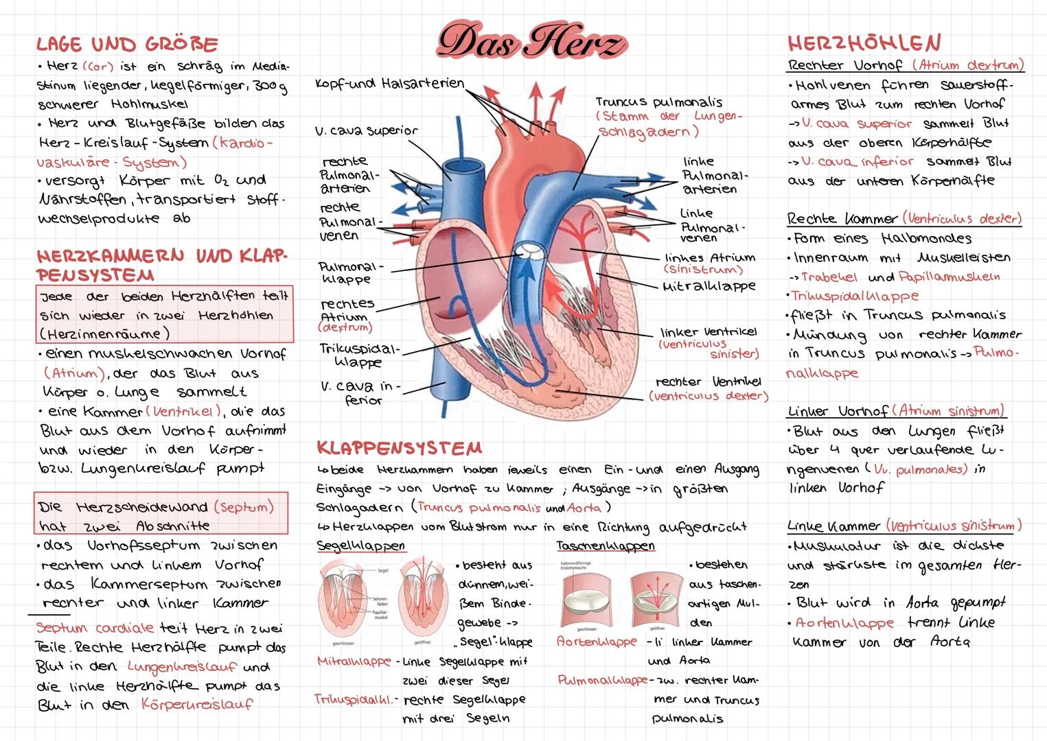 # LAGE UND GRÖBE
* Herz ((or) ist ein schräg im Media-
Stinum liegender, hegelförmiger, 300g
schwerer Hohlmuskel
* Herz und Blut