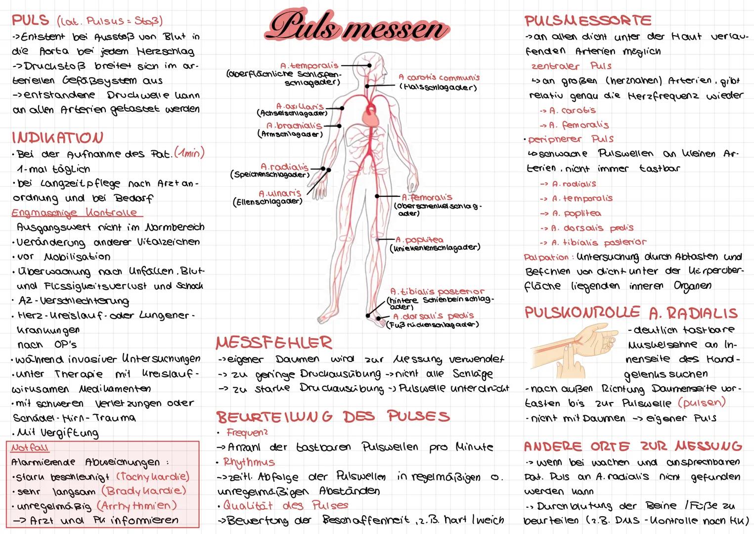 # LAGE UND GRÖBE
* Herz ((or) ist ein schräg im Media-
Stinum liegender, hegelförmiger, 300g
schwerer Hohlmuskel
* Herz und Blut