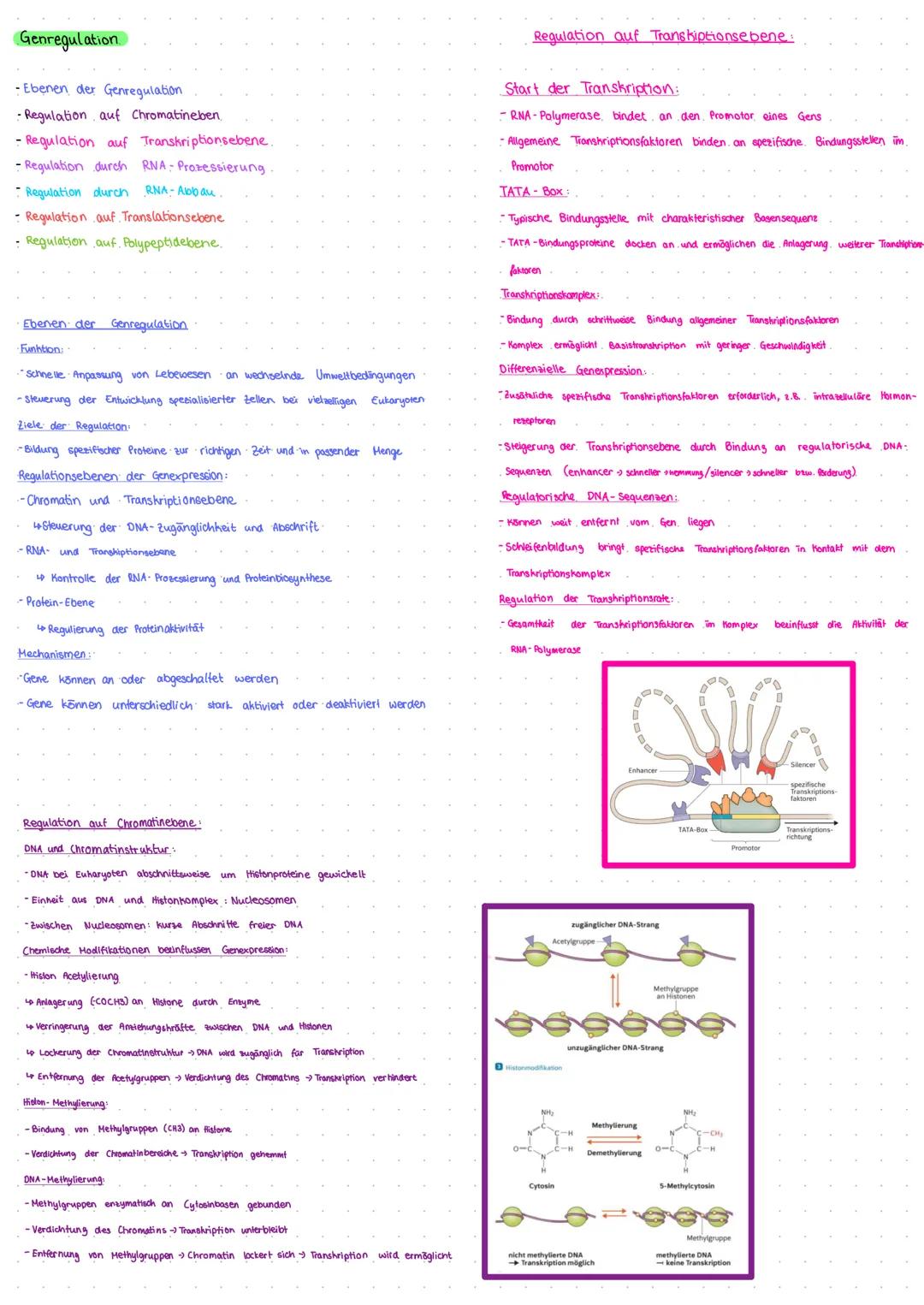 Genregulation
-Ebenen der Genregulation
-Regulation auf Chromatineben,
- Regulation auf Transkriptionsebene.
-Regulation durch RNA- Prozessi