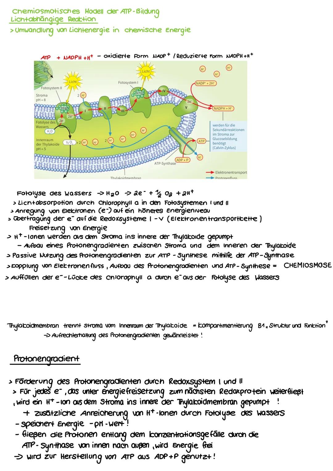 BIOLOGIE
FOTOSYNTHE SE Bedeutung der Fotosynthese
6 CO2 + 6H2O > Сб Нла 06 + 6 02
Bau und Funktion des Blattes :
Xylem Phloem
-Kutikula
Epid