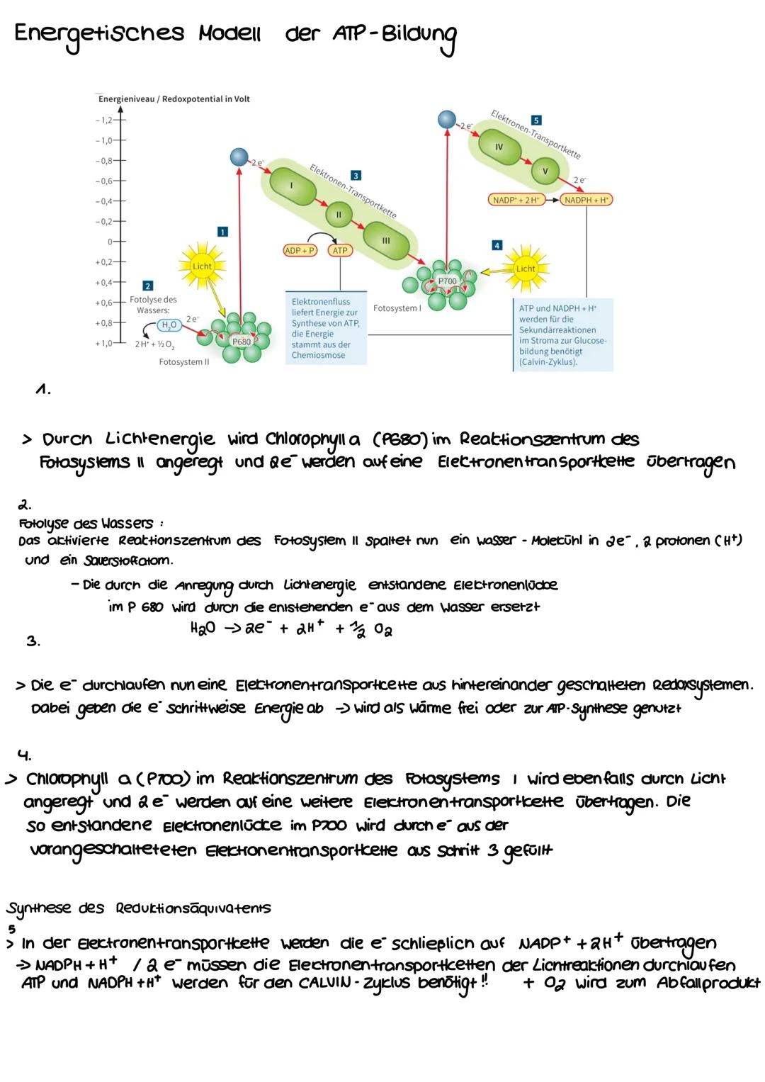 BIOLOGIE
FOTOSYNTHE SE Bedeutung der Fotosynthese
6 CO2 + 6H2O > Сб Нла 06 + 6 02
Bau und Funktion des Blattes :
Xylem Phloem
-Kutikula
Epid