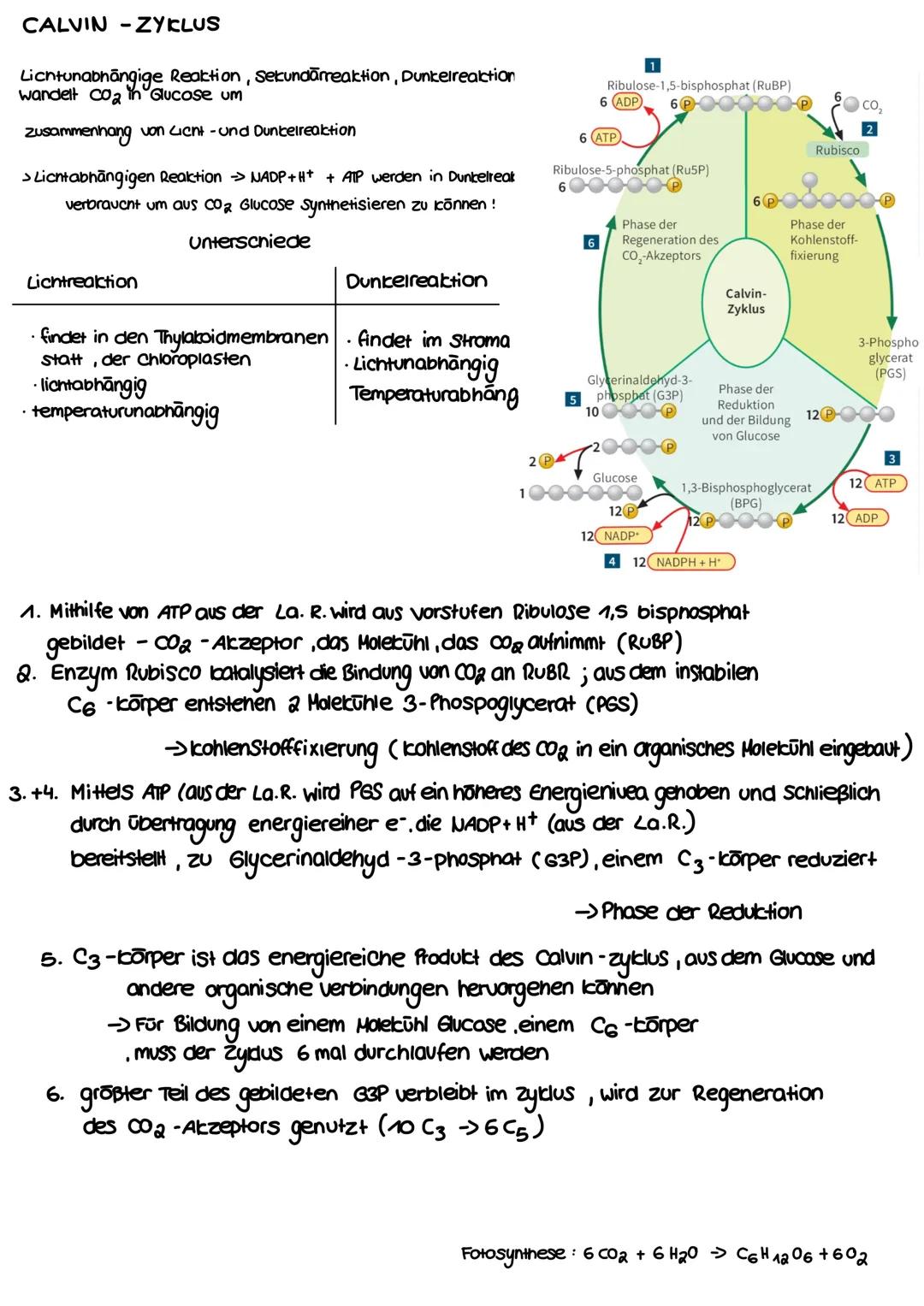 BIOLOGIE
FOTOSYNTHE SE Bedeutung der Fotosynthese
6 CO2 + 6H2O > Сб Нла 06 + 6 02
Bau und Funktion des Blattes :
Xylem Phloem
-Kutikula
Epid
