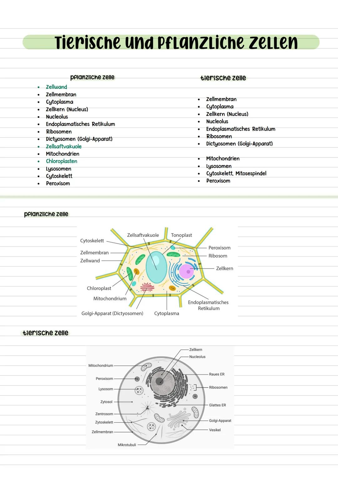 Tierische und Pflanzliche ZeLLen
•
Zellwand
pflanzliche zelle
Zellmembran
•
•
Cytoplasma
•
Zellkern (Nucleus)
•
Nucleolus
•
•
Ribosomen
Endo
