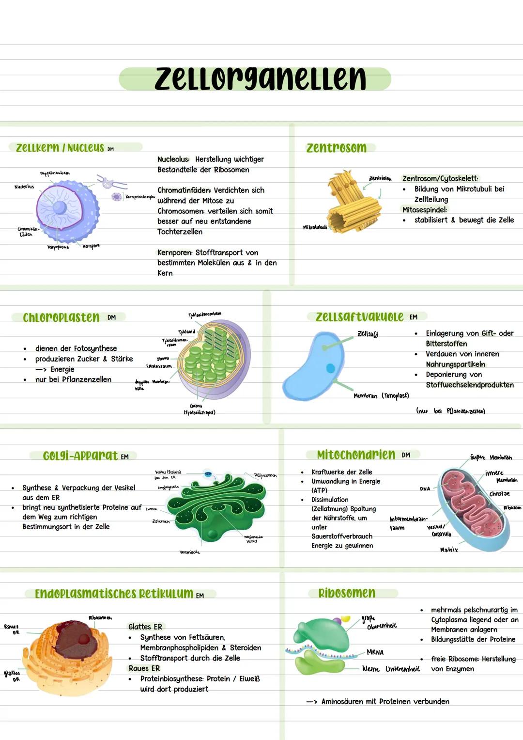 Tierische und Pflanzliche ZeLLen
•
Zellwand
pflanzliche zelle
Zellmembran
•
•
Cytoplasma
•
Zellkern (Nucleus)
•
Nucleolus
•
•
Ribosomen
Endo