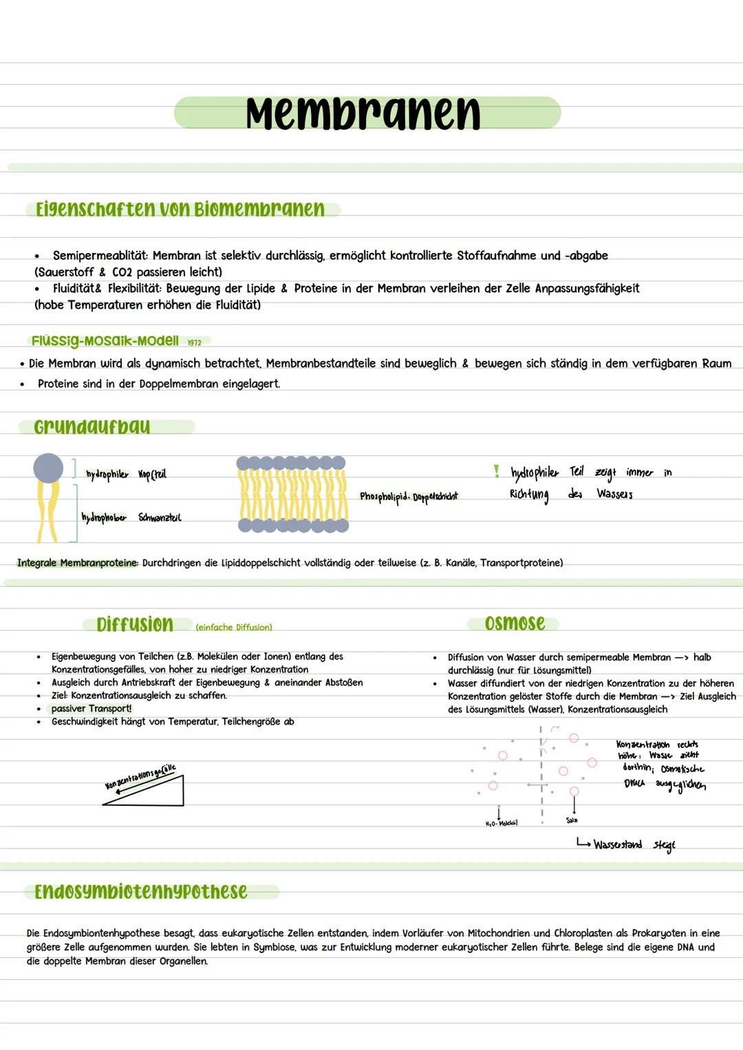 Tierische und Pflanzliche ZeLLen
•
Zellwand
pflanzliche zelle
Zellmembran
•
•
Cytoplasma
•
Zellkern (Nucleus)
•
Nucleolus
•
•
Ribosomen
Endo