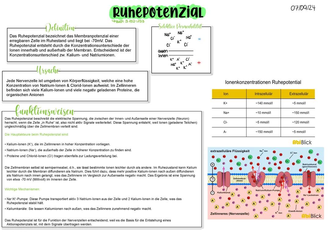 Ruhepotenzial | Neurobiologie