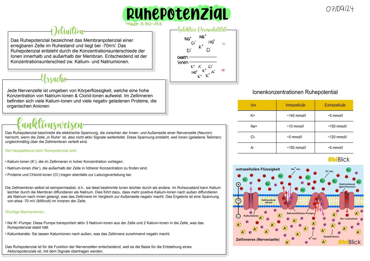 Ruhepotenzial
Buch S152-153
-Selektive Permeabilitat
07109124
Na+
Na+
Ci
Na*
k*
CI
CI
Definition
Das Ruhepotenzial bezeichnet das Membranpot