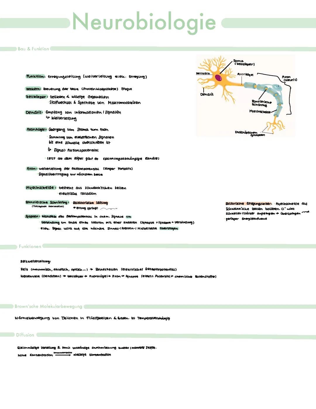 Neurobiologie Biologie Abitur GK