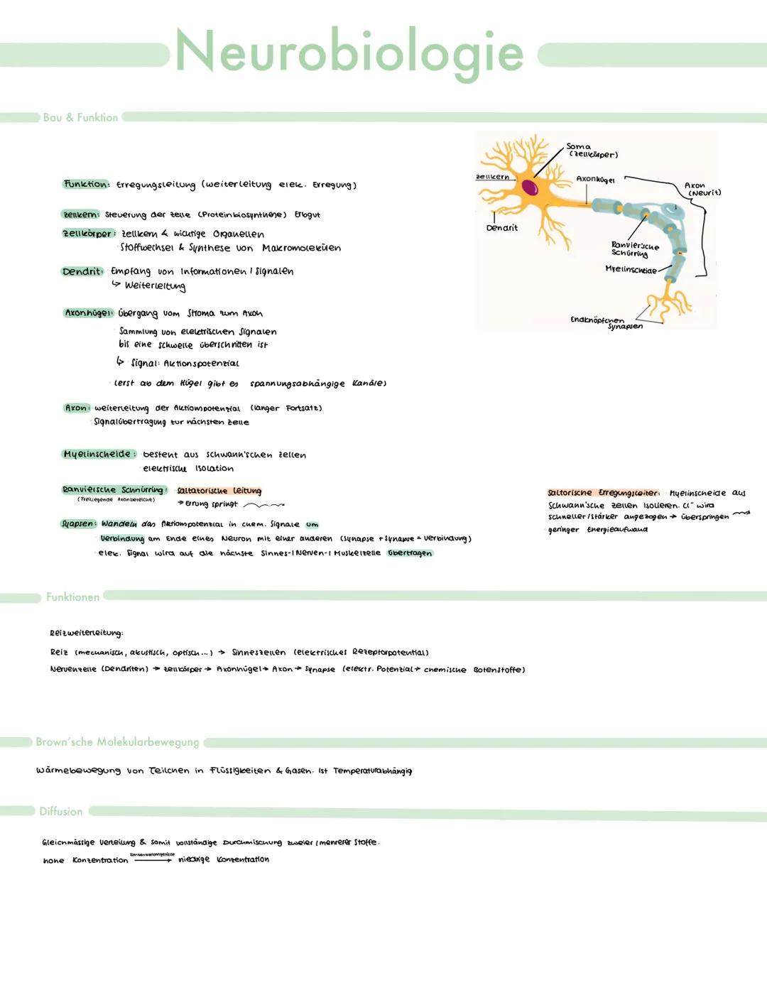 Bau & Funktion
Neurobiologie
Funktion: Erregungsleitung (weiterleitung elek. Erregung)
zellkern: Steuerung der zelle (Protein biosynthese) E