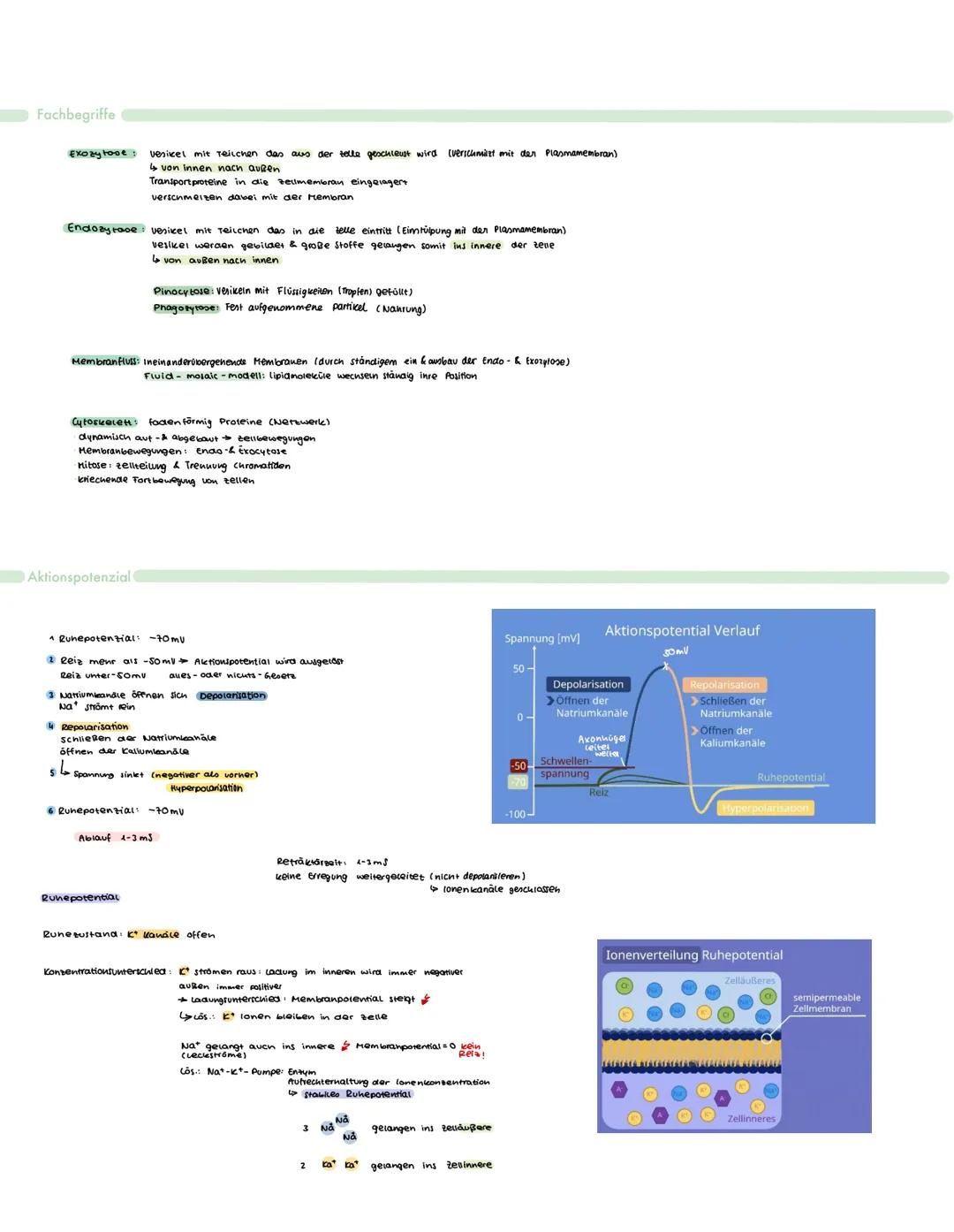 Bau & Funktion
Neurobiologie
Funktion: Erregungsleitung (weiterleitung elek. Erregung)
zellkern: Steuerung der zelle (Protein biosynthese) E