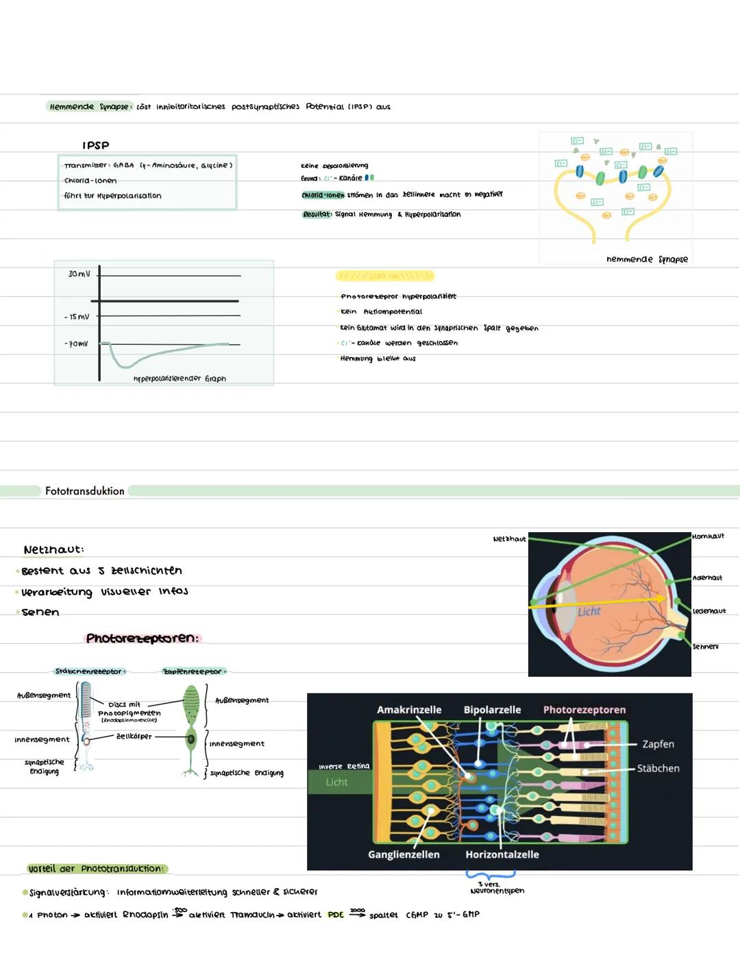 Bau & Funktion
Neurobiologie
Funktion: Erregungsleitung (weiterleitung elek. Erregung)
zellkern: Steuerung der zelle (Protein biosynthese) E