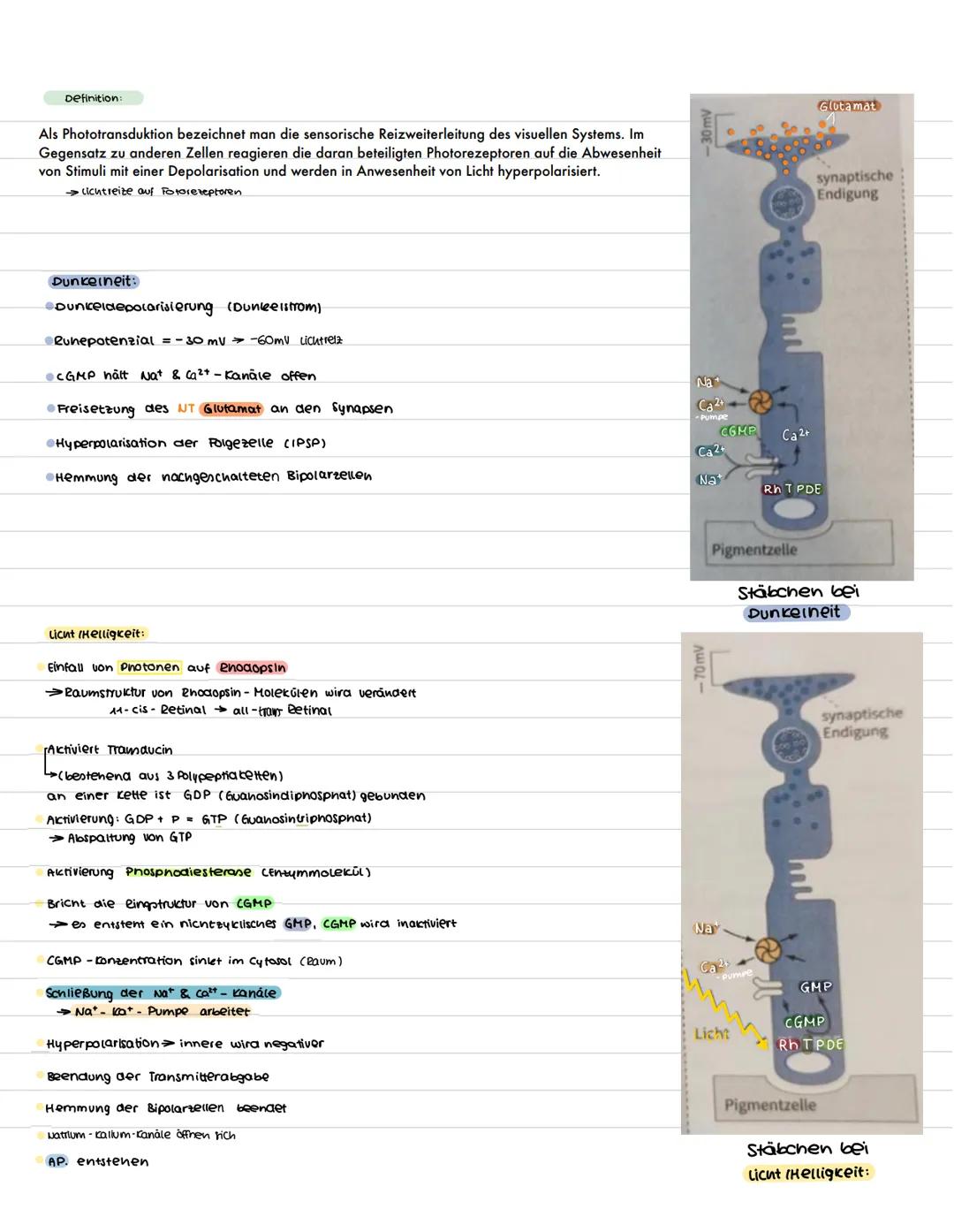 Bau & Funktion
Neurobiologie
Funktion: Erregungsleitung (weiterleitung elek. Erregung)
zellkern: Steuerung der zelle (Protein biosynthese) E