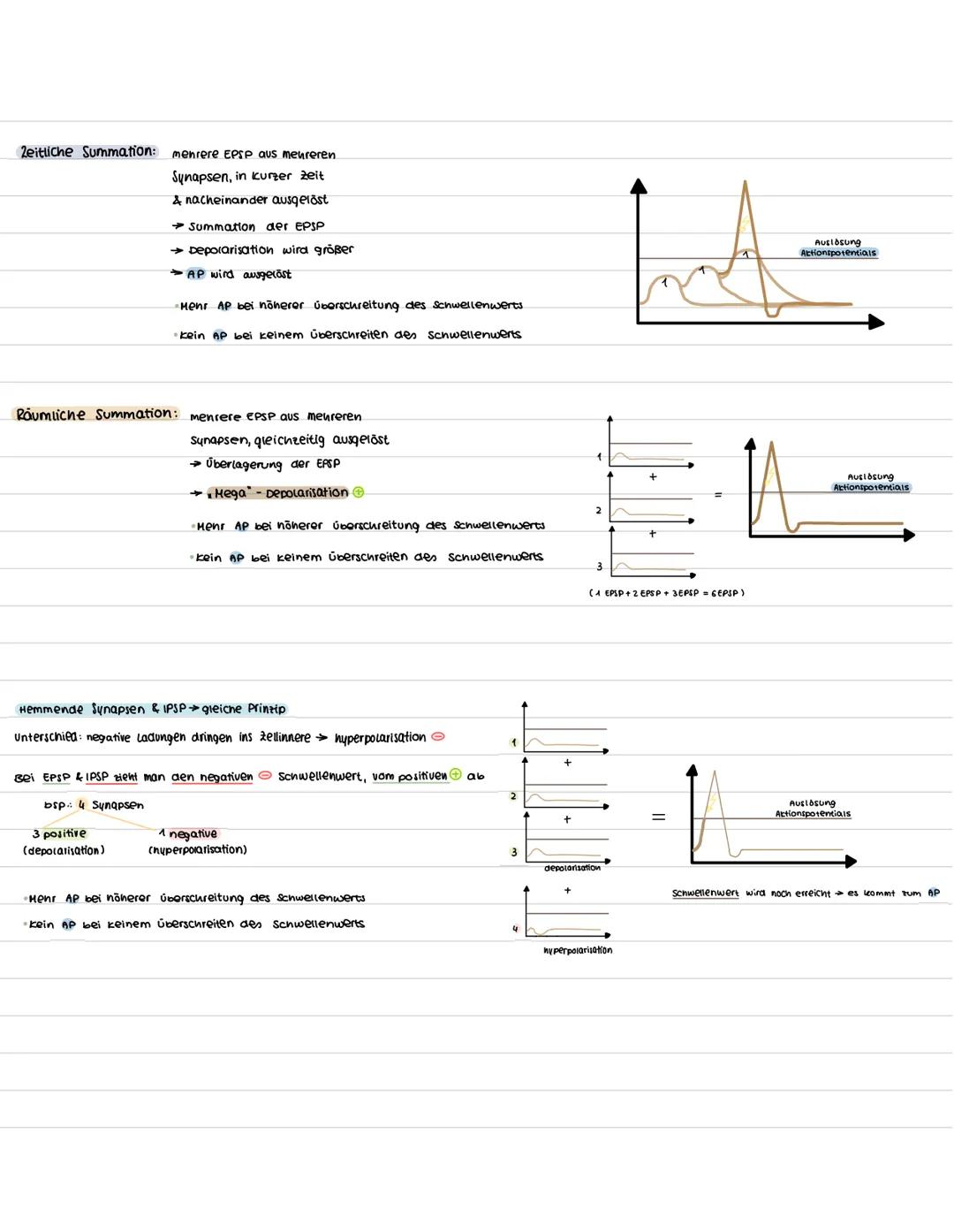 Bau & Funktion
Neurobiologie
Funktion: Erregungsleitung (weiterleitung elek. Erregung)
zellkern: Steuerung der zelle (Protein biosynthese) E