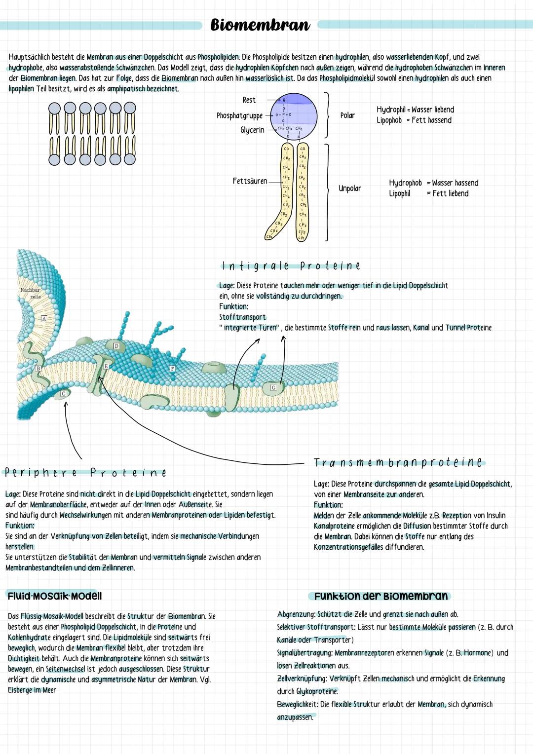 Biomembran
Hauptsächlich besteht die Membran aus einer Doppelschicht aus Phospholipiden. Die Phospholipide besitzen einen hydrophilen, also