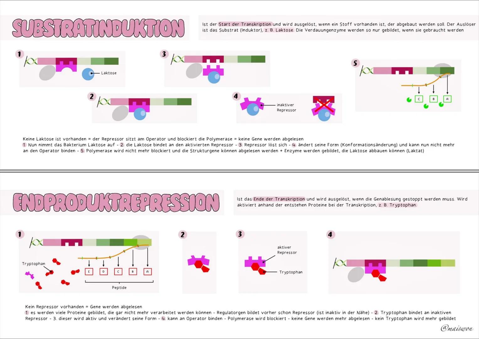 GENETIK # AUFBAU=DNA
die DNA (Desoxyribonucleinsäure) st der Träger unserer Erbinformation
• kommt in jeder Zelle von Lebewesen vor - ist
