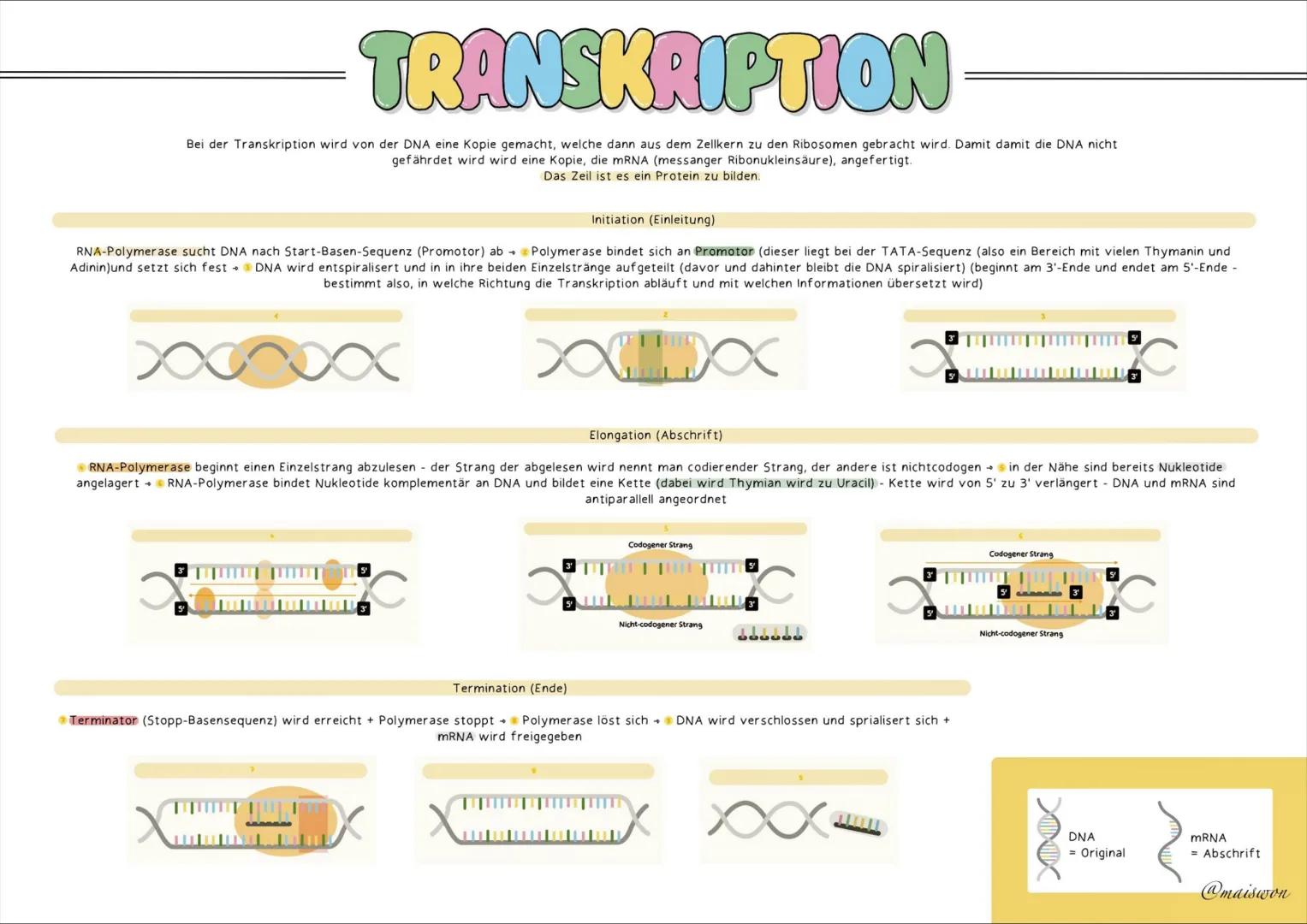 GENETIK # AUFBAU=DNA
die DNA (Desoxyribonucleinsäure) st der Träger unserer Erbinformation
• kommt in jeder Zelle von Lebewesen vor - ist