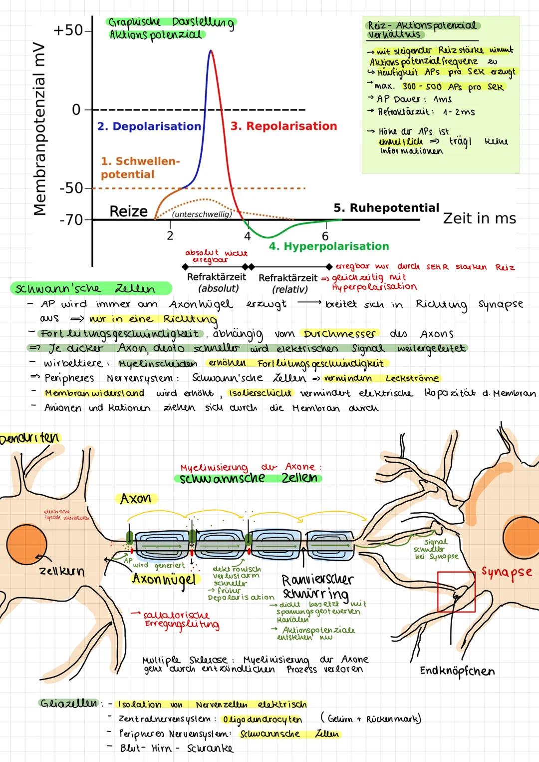 # NEUROBIOLOGIE -
LERNZETTEL
① Aufbau von Neuronen
→ Neuronales Netzwerk aus 2 zellen: $\begin{cases}sensori sches Neuron empfängt signale