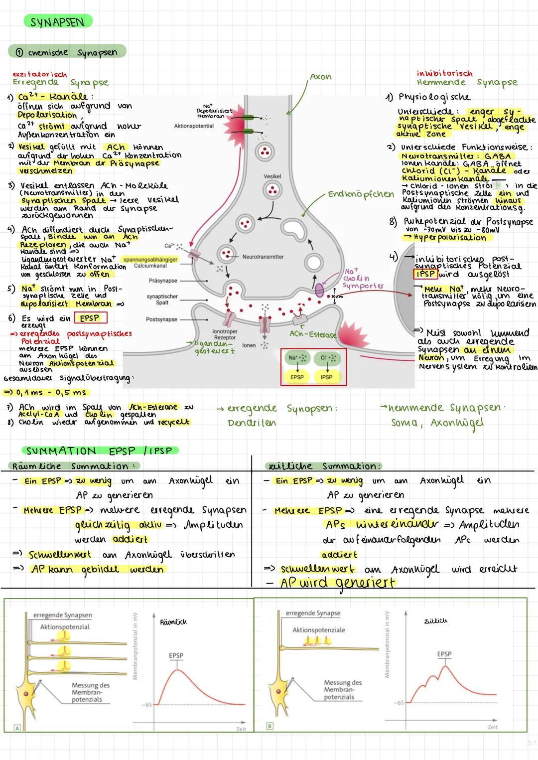 # NEUROBIOLOGIE -
LERNZETTEL
① Aufbau von Neuronen
→ Neuronales Netzwerk aus 2 zellen: $\begin{cases}sensori sches Neuron empfängt signale