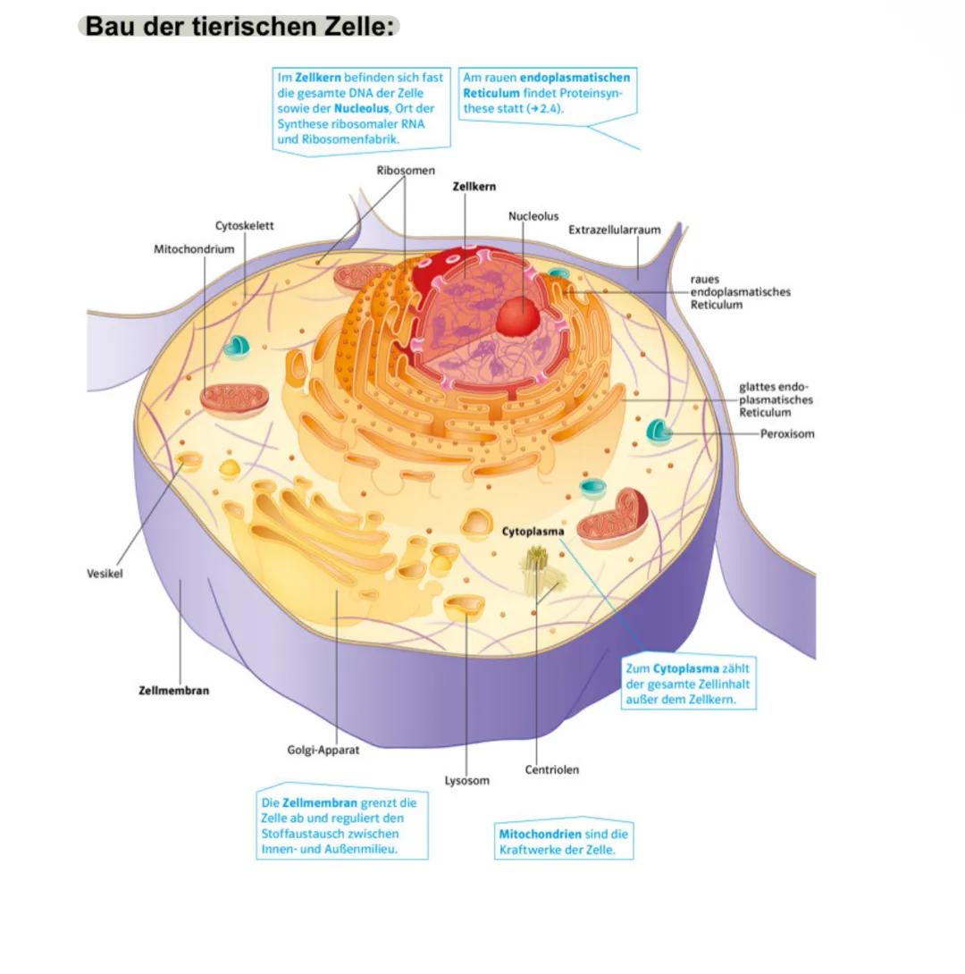 Bau der tierischen Zelle:
Im Zellkern befinden sich fast
die gesamte DNA der Zelle
sowie der Nucleolus, Ort der
Synthese ribosomaler RNA
und