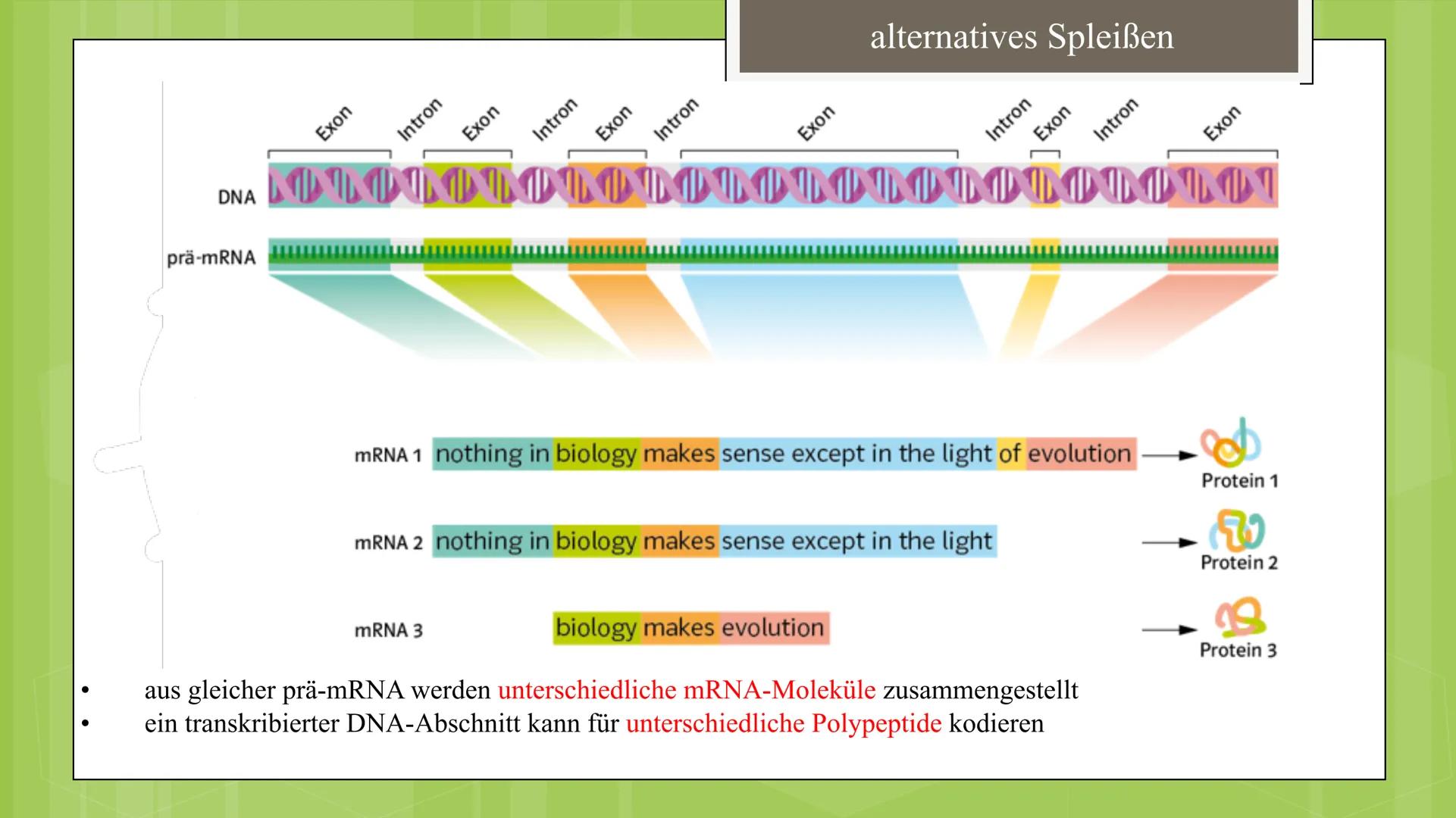 Bau der tierischen Zelle:
Im Zellkern befinden sich fast
die gesamte DNA der Zelle
sowie der Nucleolus, Ort der
Synthese ribosomaler RNA
und