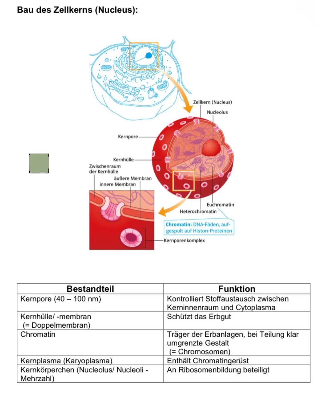 Bau der tierischen Zelle:
Im Zellkern befinden sich fast
die gesamte DNA der Zelle
sowie der Nucleolus, Ort der
Synthese ribosomaler RNA
und