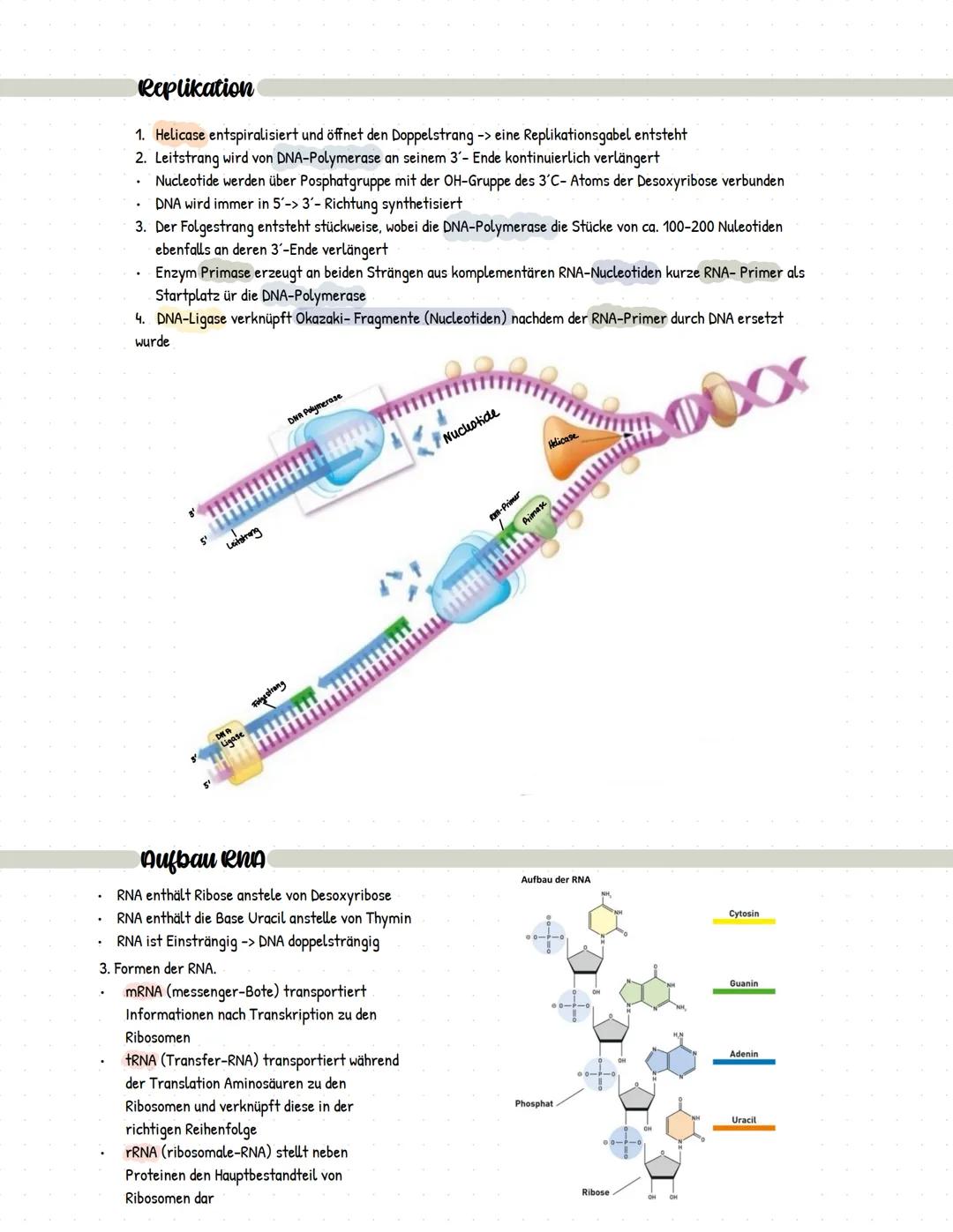 Bau der tierischen Zelle:
Im Zellkern befinden sich fast
die gesamte DNA der Zelle
sowie der Nucleolus, Ort der
Synthese ribosomaler RNA
und