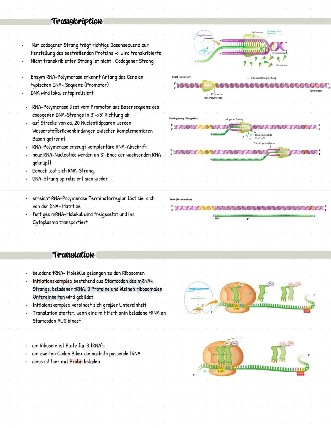Bau der tierischen Zelle:
Im Zellkern befinden sich fast
die gesamte DNA der Zelle
sowie der Nucleolus, Ort der
Synthese ribosomaler RNA
und