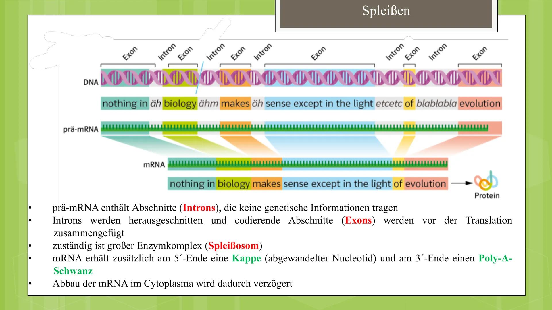Bau der tierischen Zelle:
Im Zellkern befinden sich fast
die gesamte DNA der Zelle
sowie der Nucleolus, Ort der
Synthese ribosomaler RNA
und
