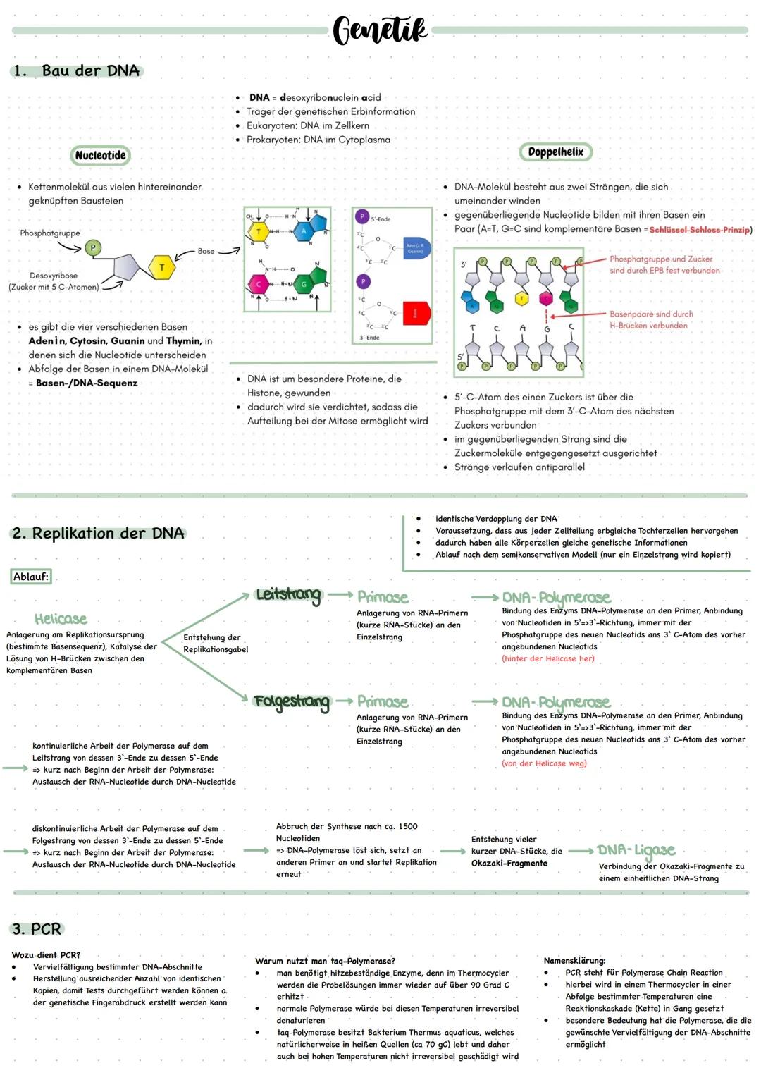 # Genetik
1. Bau der DNA
*   DNA desoxyribonuclein acid
*   Träger der genetischen Erbinformation
*   Eukaryoten: DNA im Zellkern
*   Prok