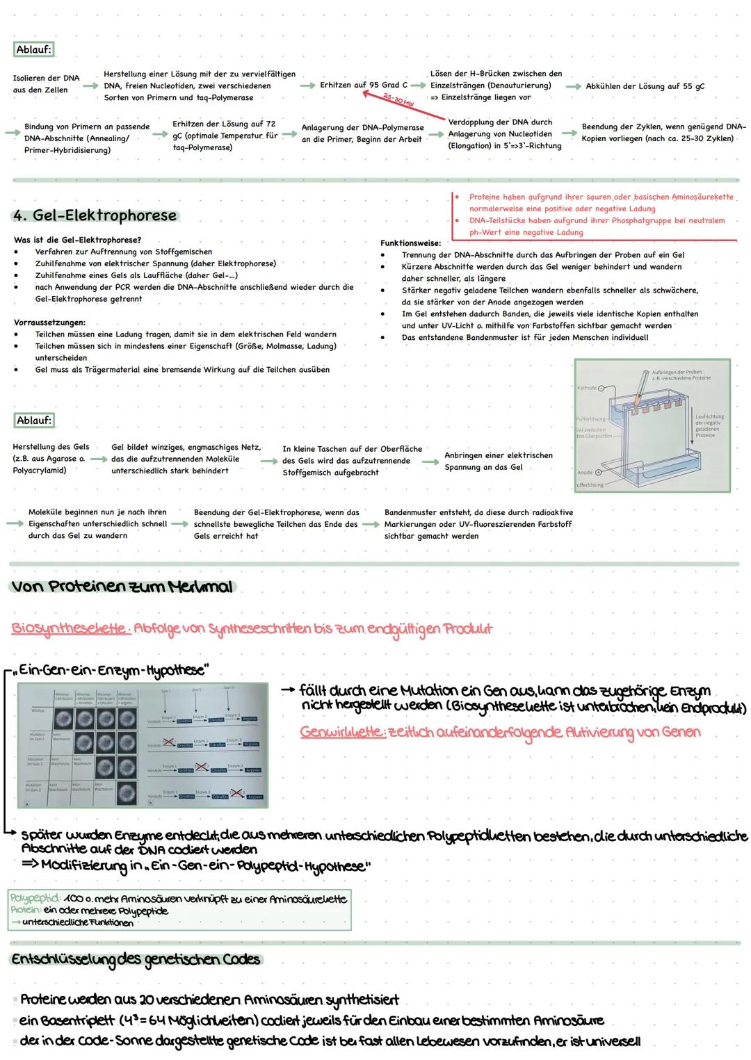 # Genetik
1. Bau der DNA
*   DNA desoxyribonuclein acid
*   Träger der genetischen Erbinformation
*   Eukaryoten: DNA im Zellkern
*   Prok