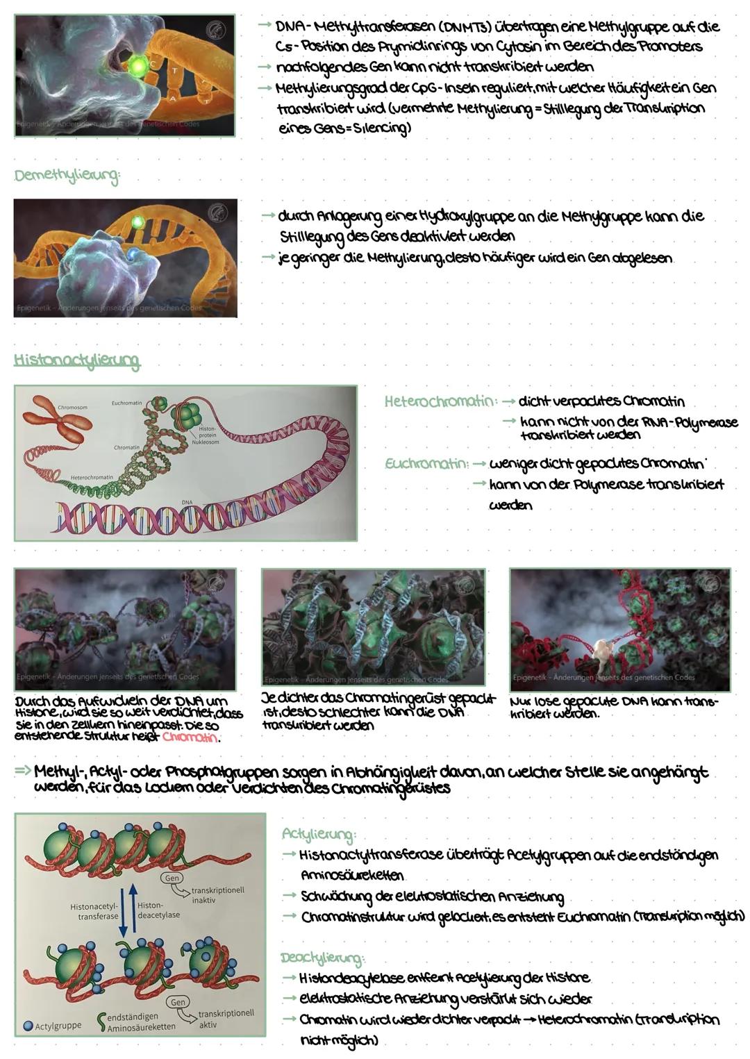 # Genetik
1. Bau der DNA
*   DNA desoxyribonuclein acid
*   Träger der genetischen Erbinformation
*   Eukaryoten: DNA im Zellkern
*   Prok