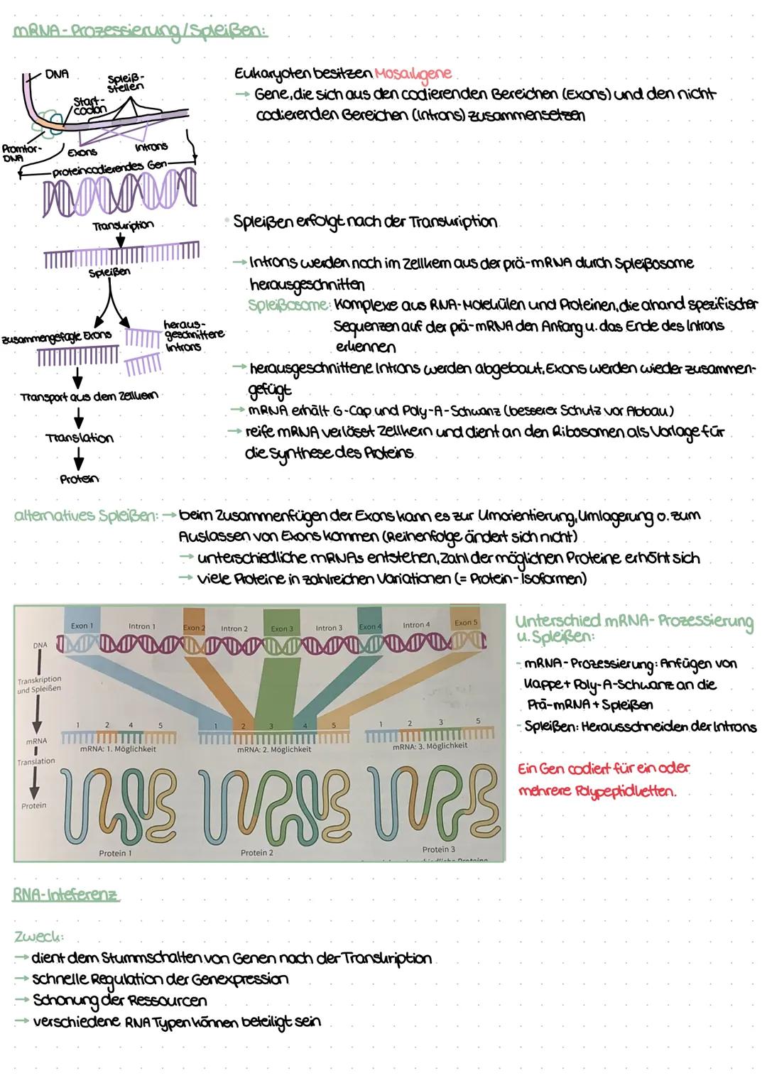 # Genetik
1. Bau der DNA
*   DNA desoxyribonuclein acid
*   Träger der genetischen Erbinformation
*   Eukaryoten: DNA im Zellkern
*   Prok