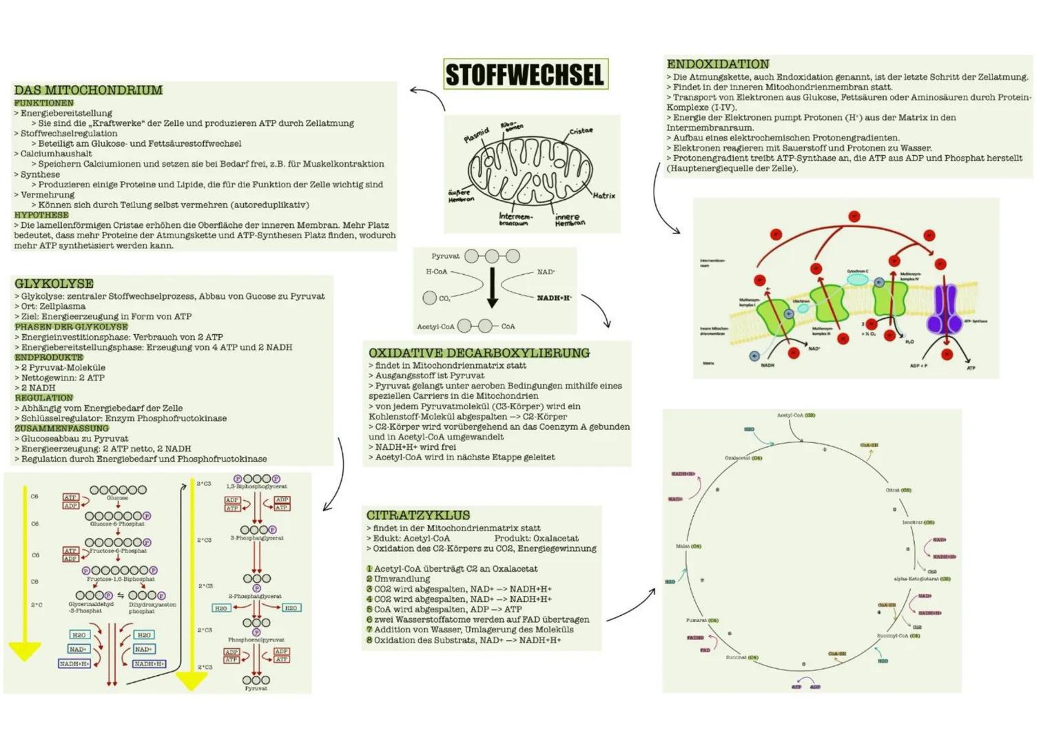 # STOFFWECHSEL
GLOSSAR
> Als Stoffwechsel oder Metabolismus bezeichnet man alle (chemischen)
Umwandlungen von Stoffen im Körper eines Lebew