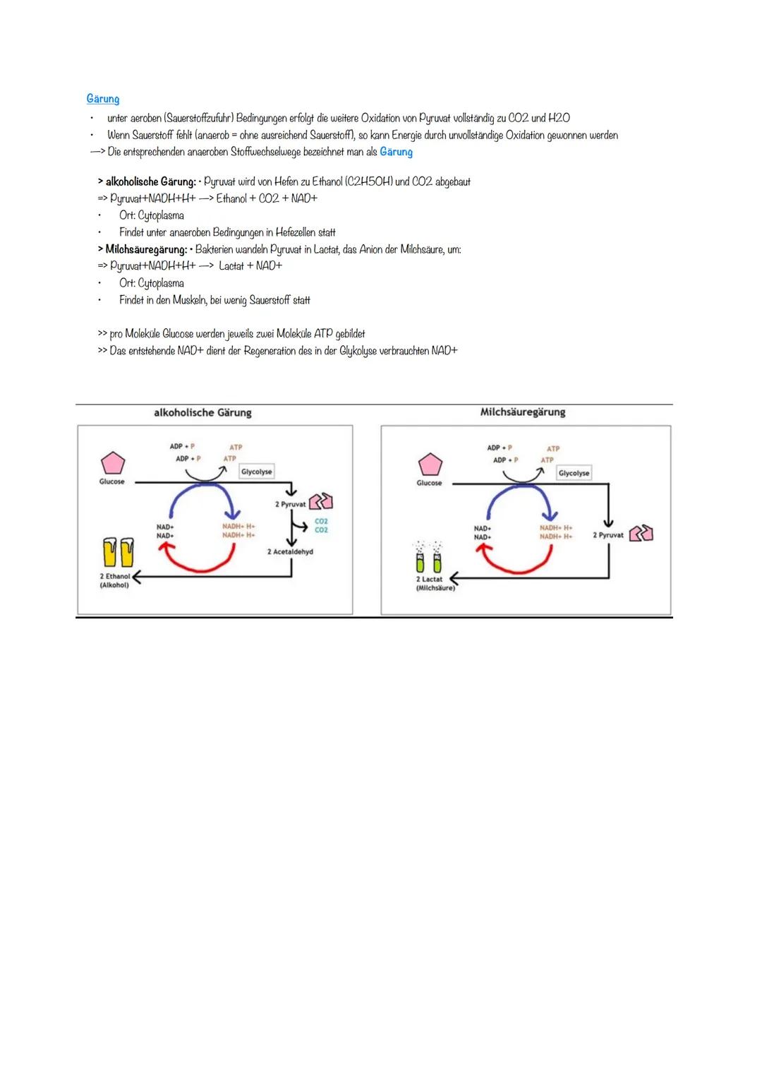 Bio terzould Abile
Enzymatik
Zusammenhang aufbauend und abbauender Stoffwechsel
Ende
kleinste Einheit von Enzymen sind Aminosäuren
Enzyme we