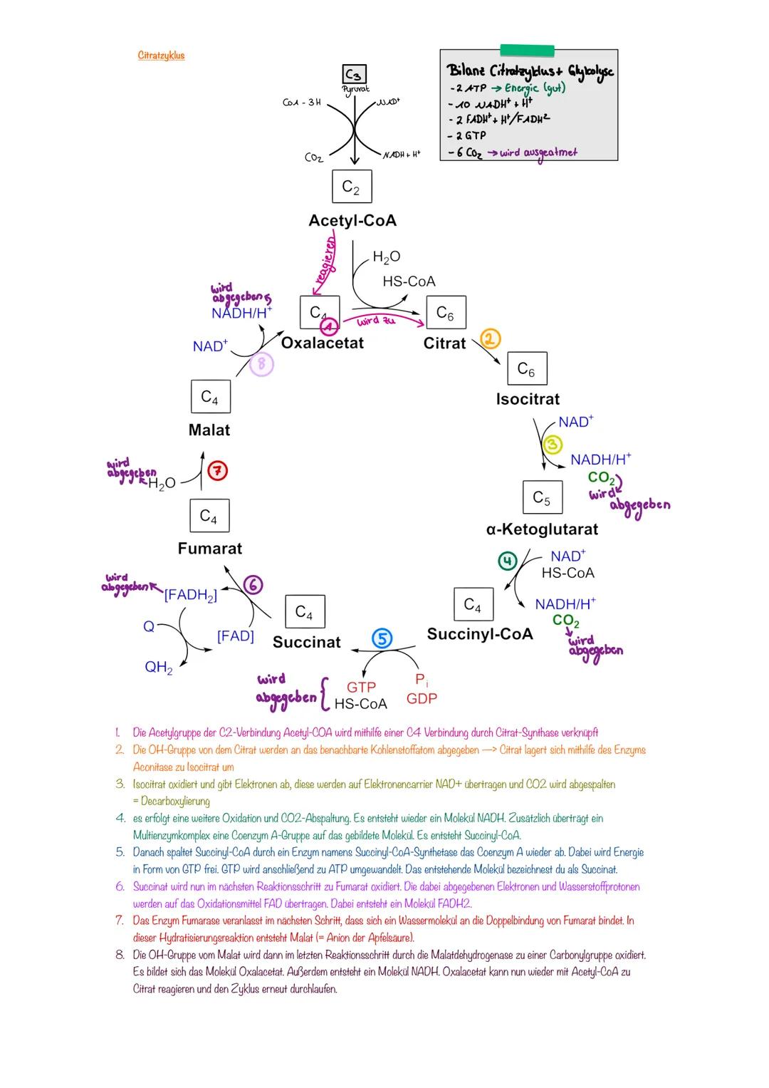 Bio terzould Abile
Enzymatik
Zusammenhang aufbauend und abbauender Stoffwechsel
Ende
kleinste Einheit von Enzymen sind Aminosäuren
Enzyme we