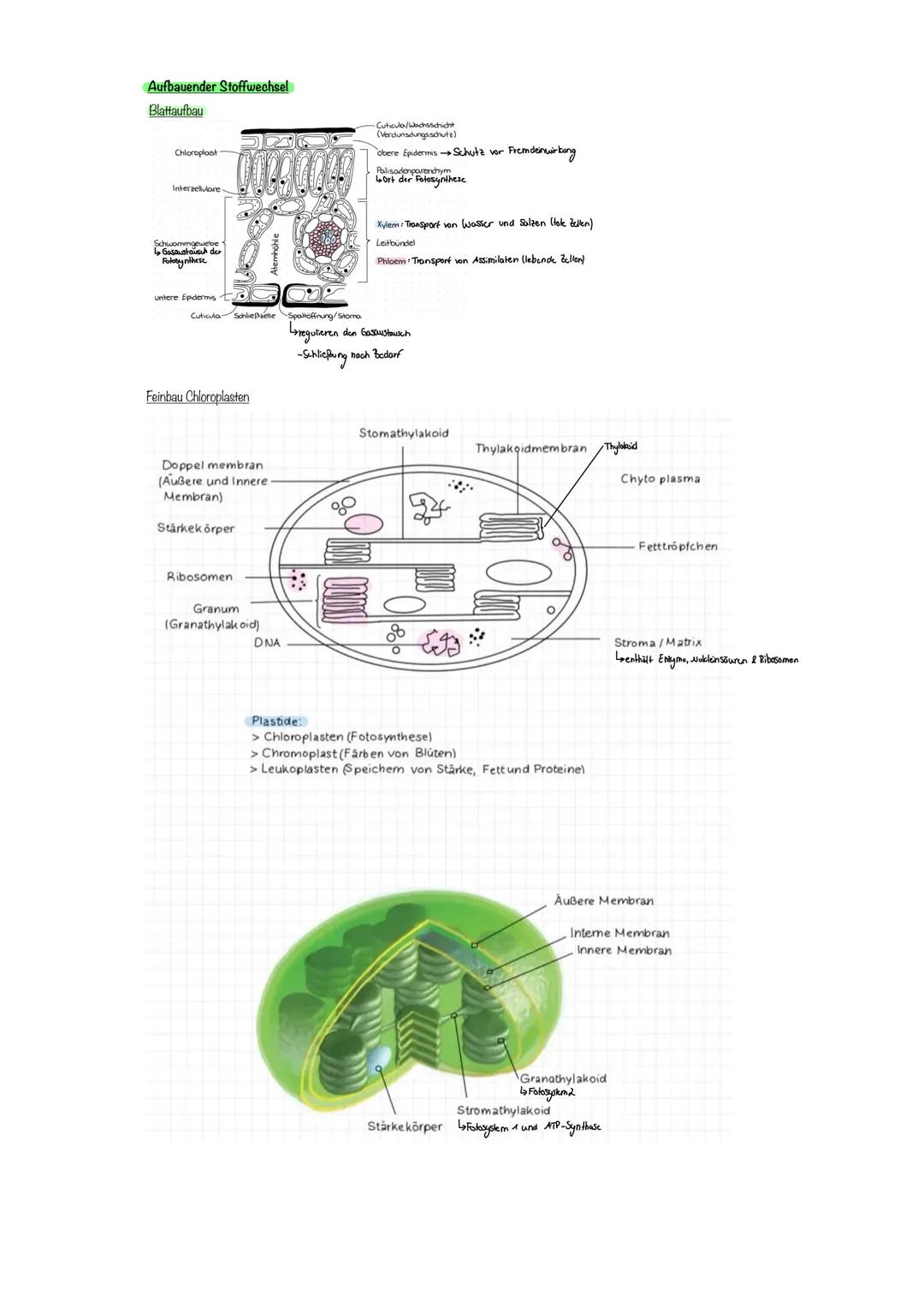 Bio terzould Abile
Enzymatik
Zusammenhang aufbauend und abbauender Stoffwechsel
Ende
kleinste Einheit von Enzymen sind Aminosäuren
Enzyme we