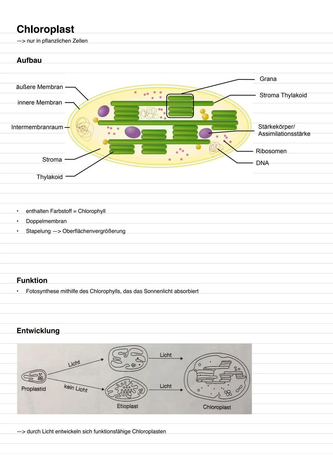 Cytologie Merkmale des Lebens
1. Stoff- und Energiewechsel
2. Reizbarkeit
3. Bewegung/Wachstum/Entwicklung
4. Forpflanzung/Vererbung
5. Aufb