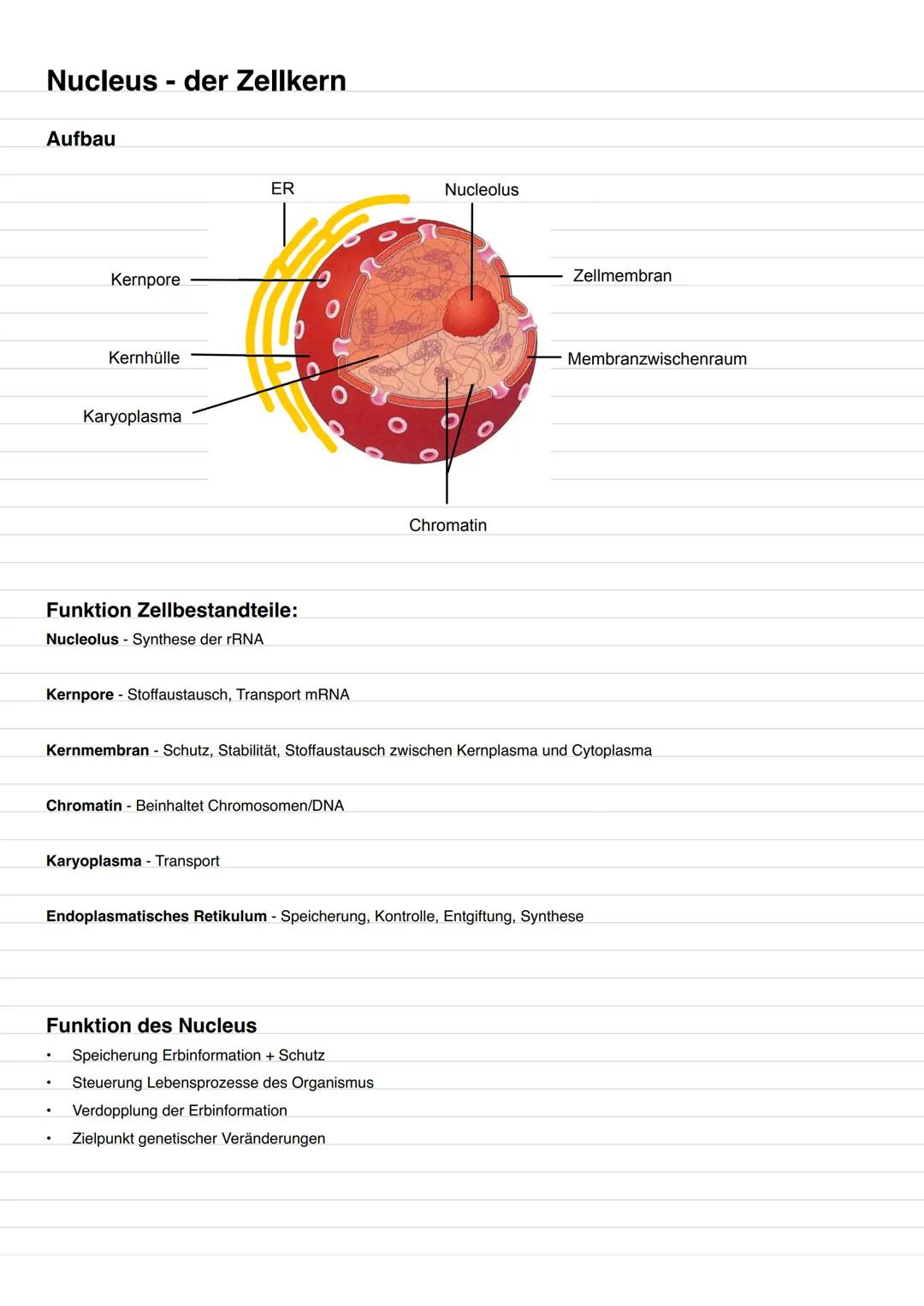 Cytologie Merkmale des Lebens
1. Stoff- und Energiewechsel
2. Reizbarkeit
3. Bewegung/Wachstum/Entwicklung
4. Forpflanzung/Vererbung
5. Aufb