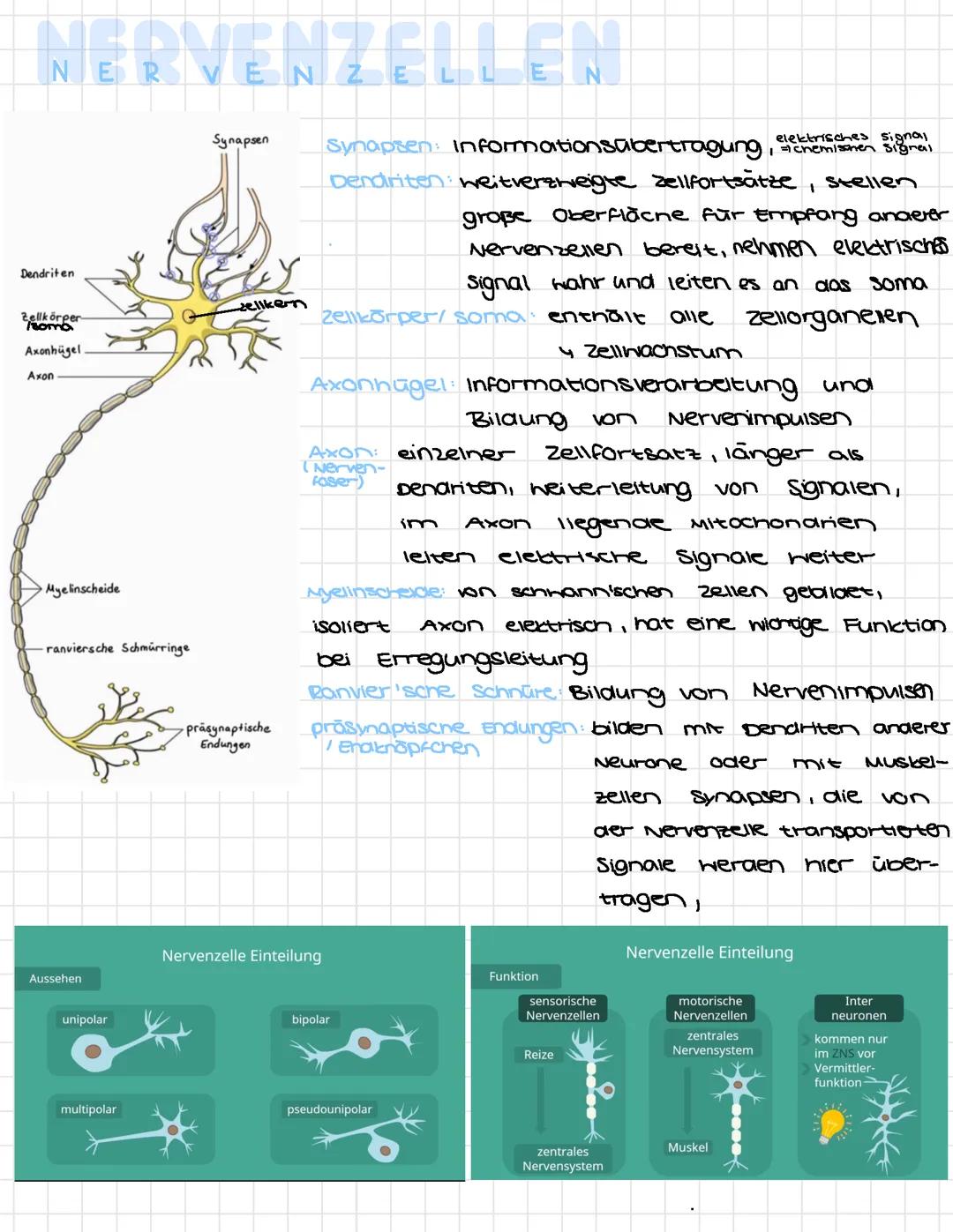 Neurologie Klausur 1
