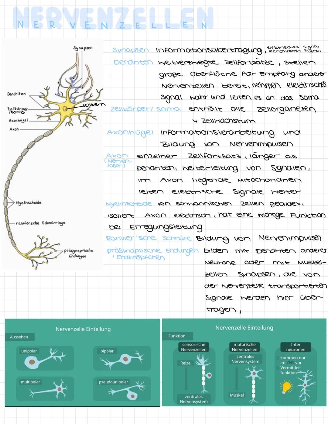 NERVENZELLEN
Dendriten
Zellkörper
Isoma
Axonhügel.
Synapsen
elektrisches signal
Synapsen Informationsübertragung, chemischen Signal
Dendinte
