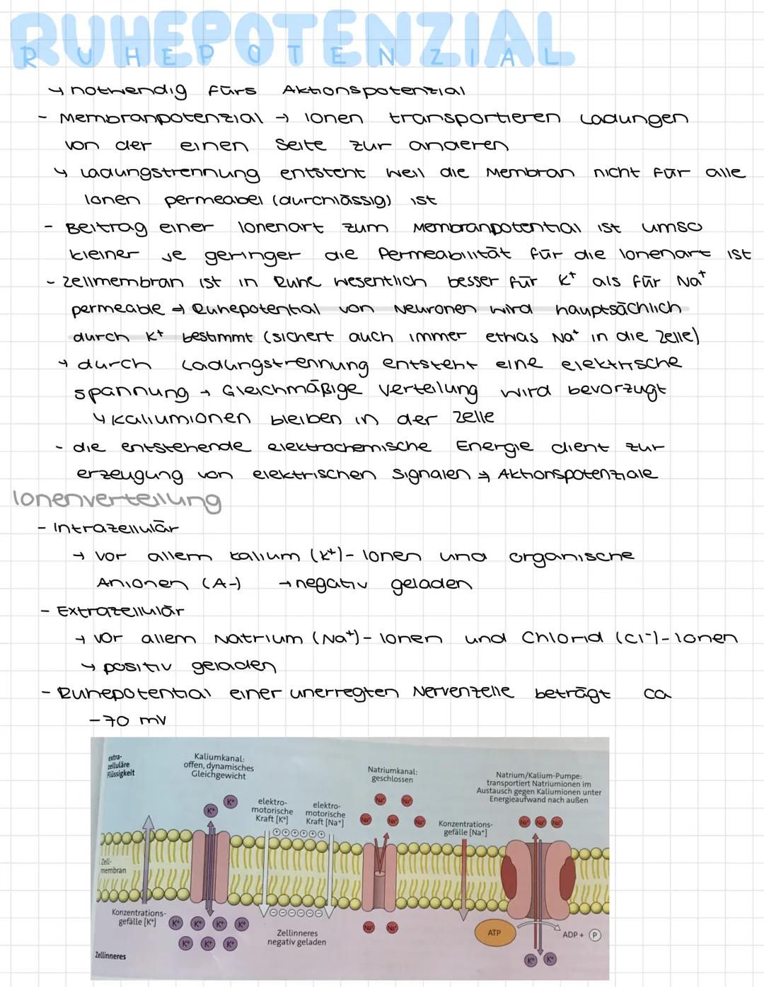 NERVENZELLEN
Dendriten
Zellkörper
Isoma
Axonhügel.
Synapsen
elektrisches signal
Synapsen Informationsübertragung, chemischen Signal
Dendinte